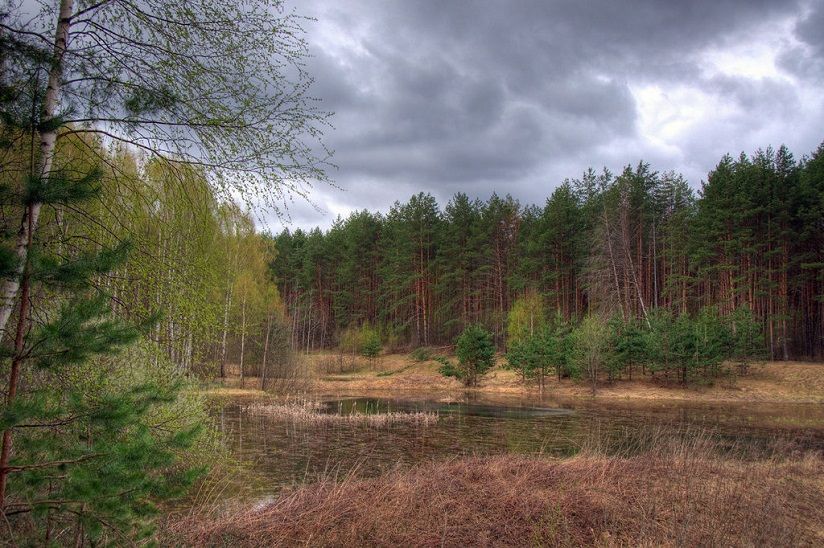 Александровский лес