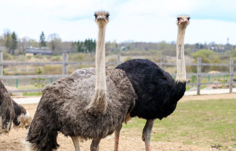 Изборский страус