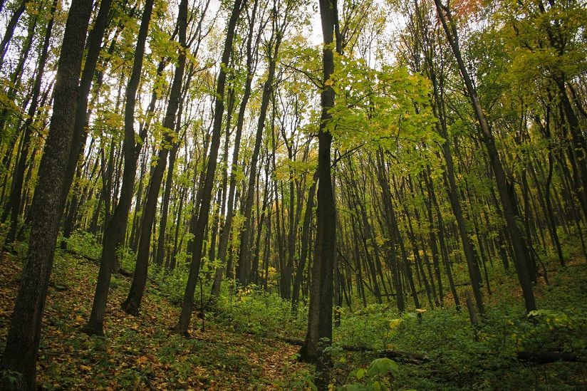 Гора Кунгак