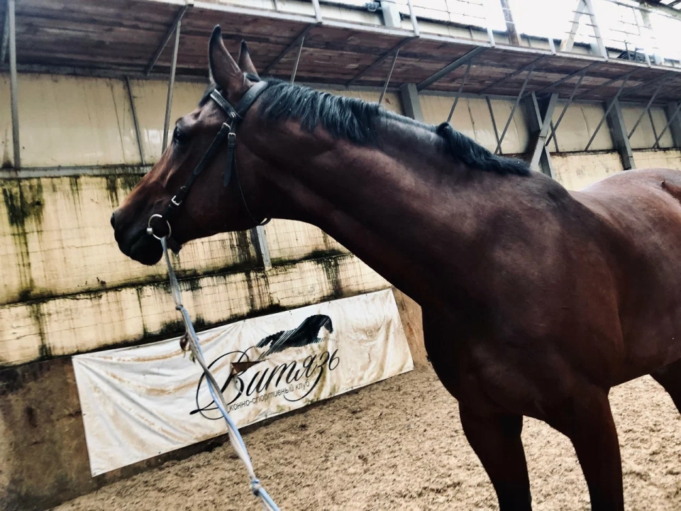 Конноспортивный клуб «Витязь»