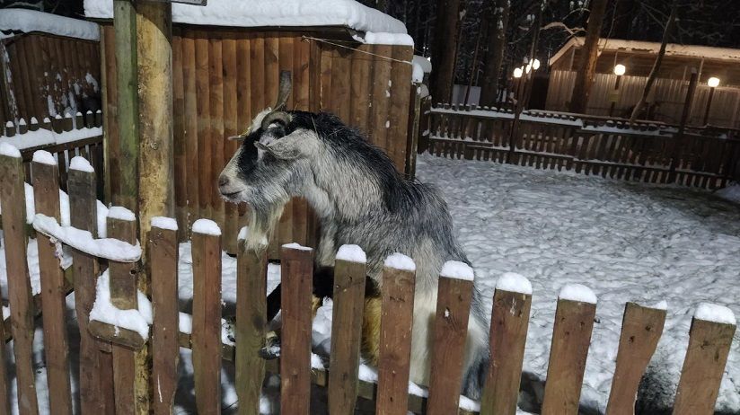 Кирово-Чепецкий зоопарк