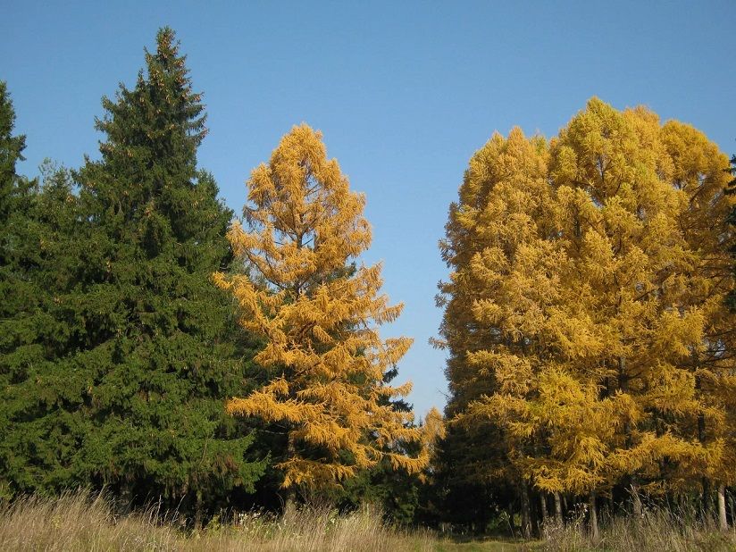 Лесной массив Миршина