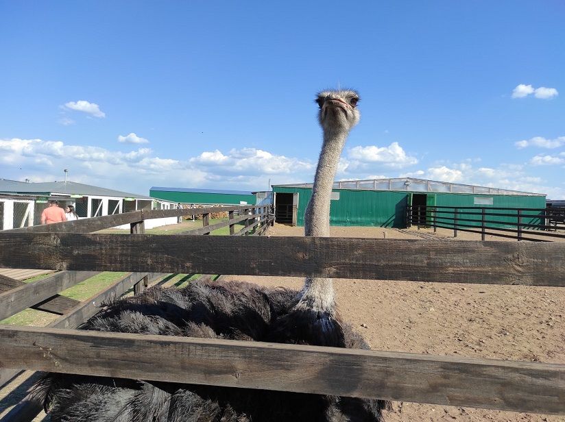 Фермерское хозяйство «Великолепный страус»