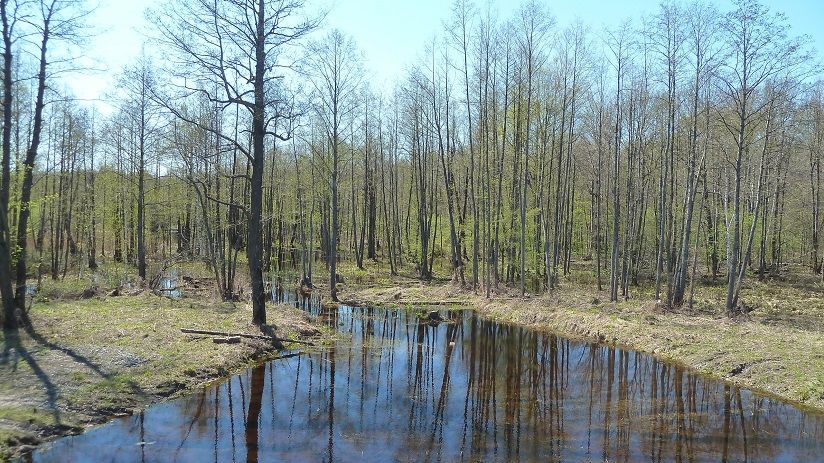 Кумашкинский заказник им. Ю.К. Пастухова