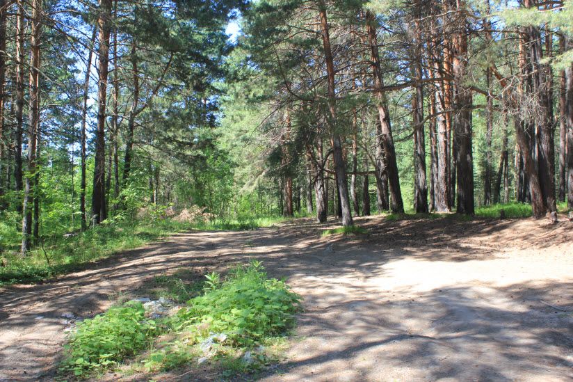 Бердская лесная дача