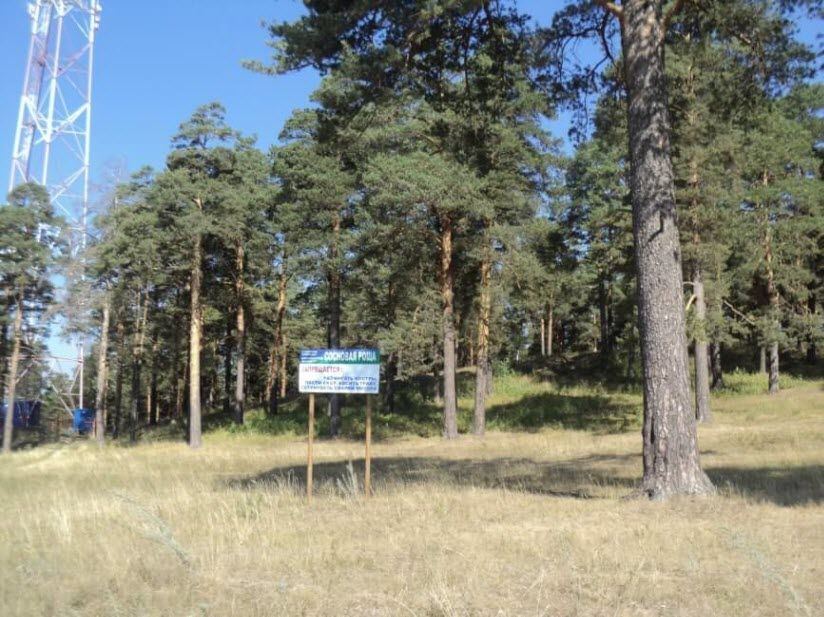 Сосновая роща