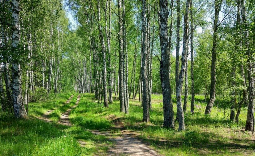 Берёзовая роща