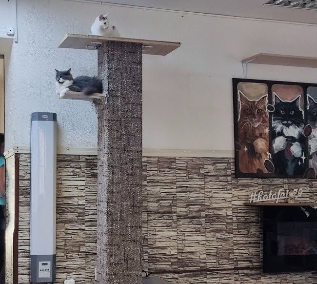 Котокафе «Котофей»