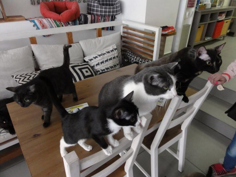 Антикафе Котейная