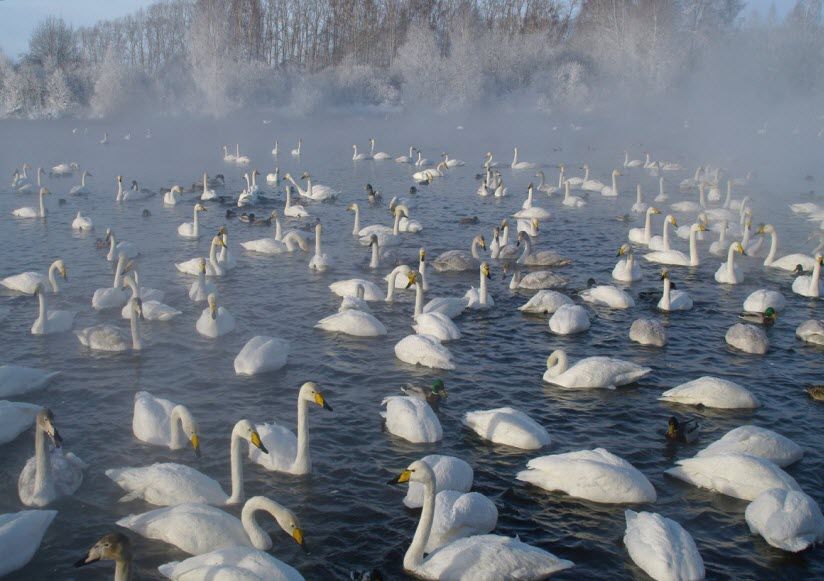 Лебединый заказник