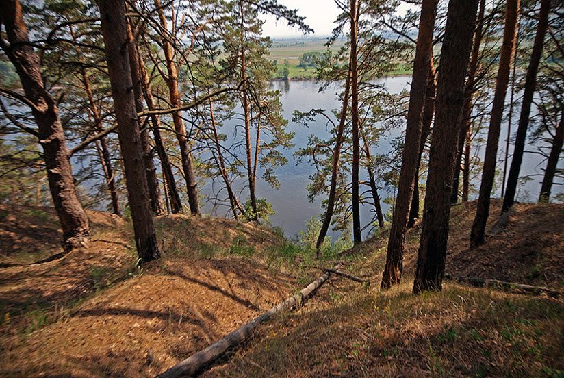 Танаевский лес