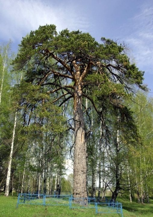 Сосна-Борть