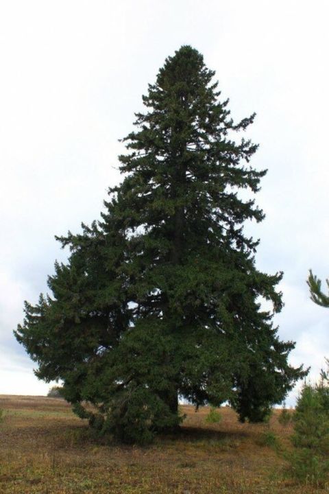 Аленская ель