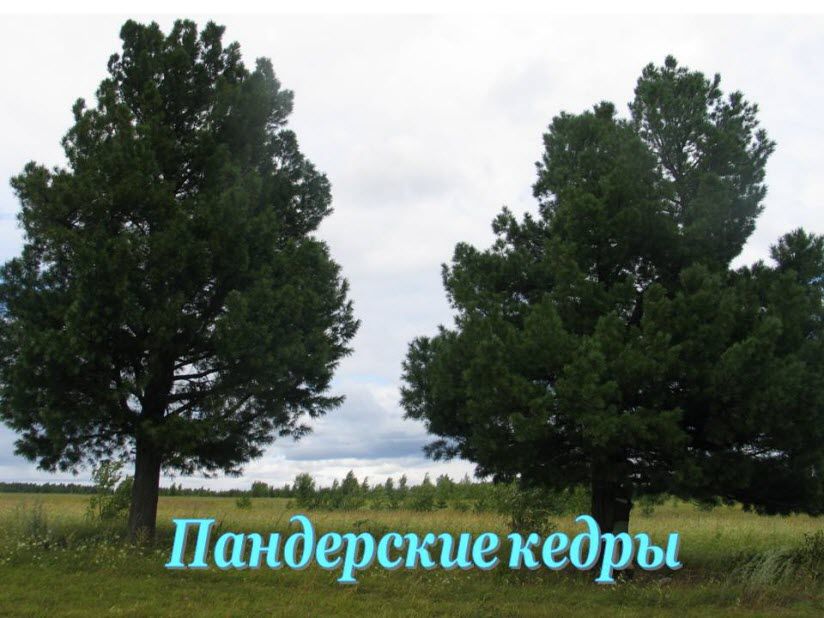 Пандерские кедры