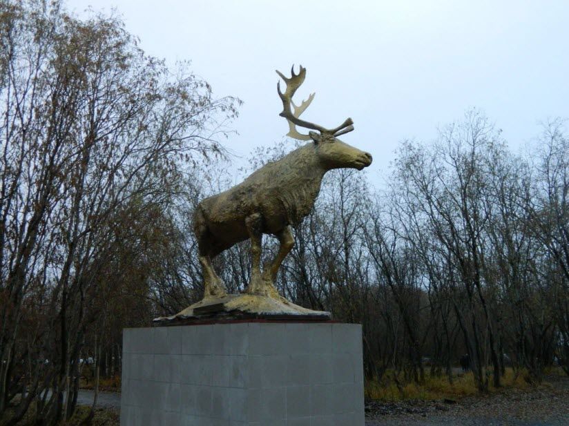 Северный олень