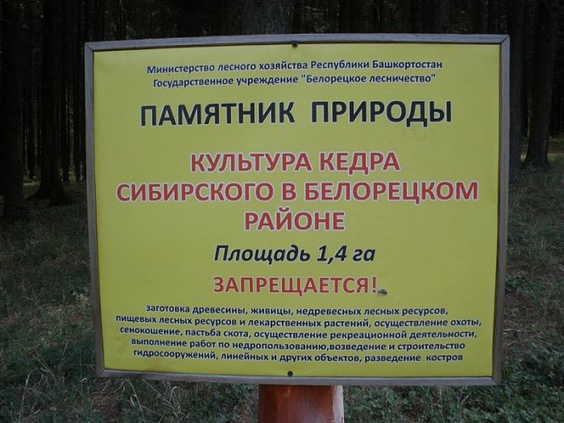 Посадки сибирского кедра