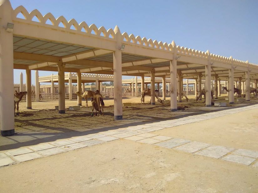 Верблюжья ферма (Royal Camel Farm)
