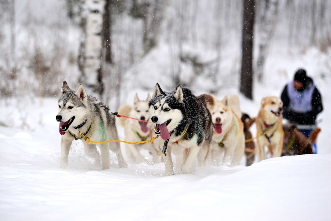 Haski in forest