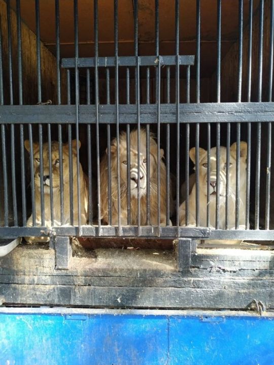 Зоопарк «Саванна»