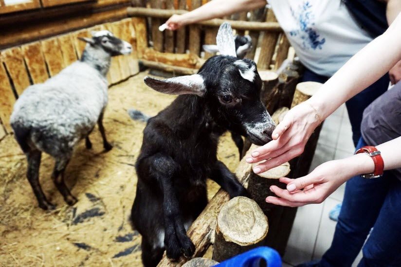 Зоопространство «Лесное посольство»