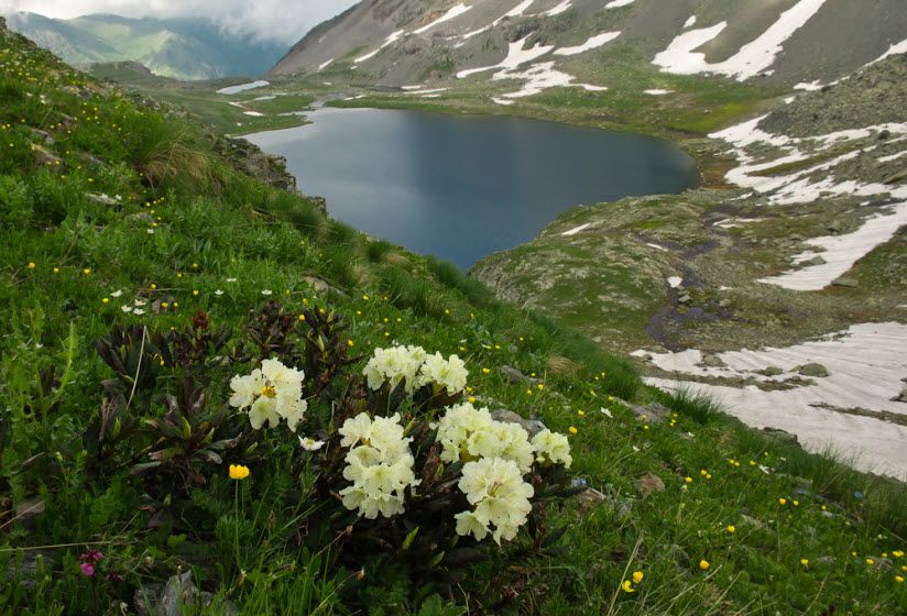 флора в Архызе