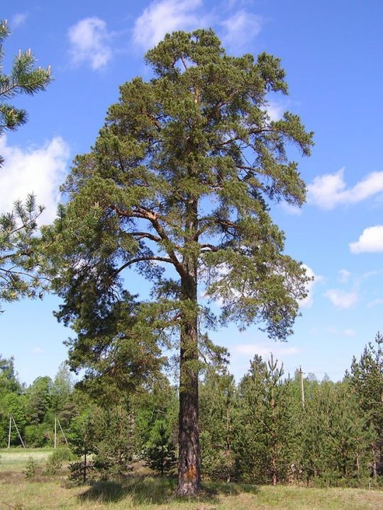 Сосна с кольцами