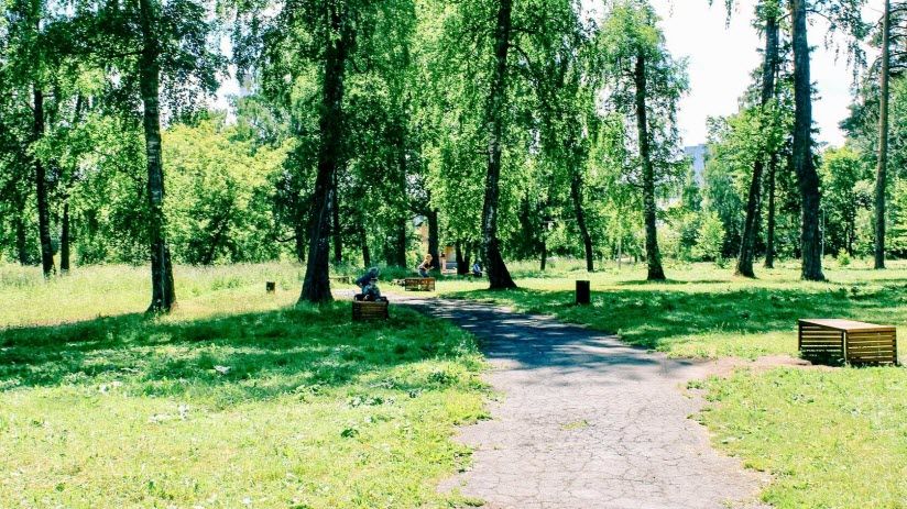 Березовая роща