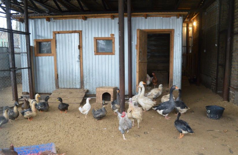 Городской зоопарк