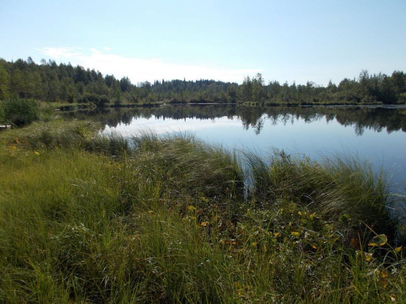 Белоборский комплексный заказник