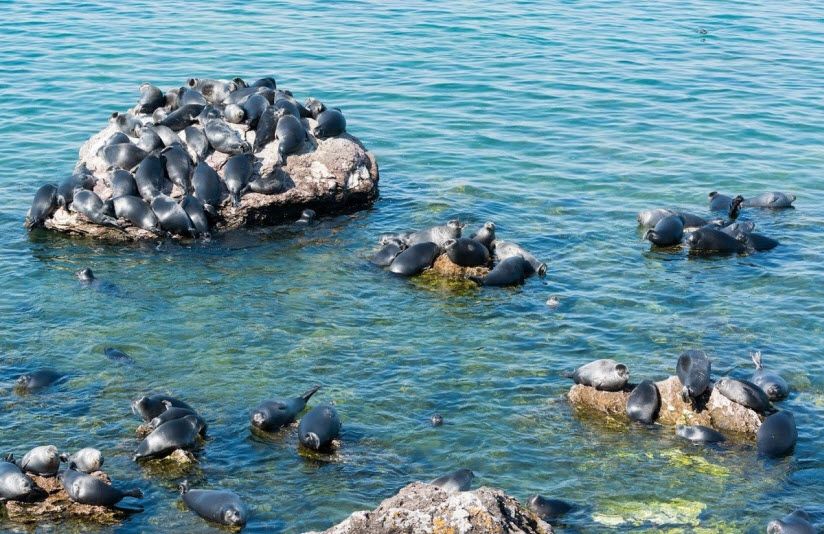 Ушканьи острова