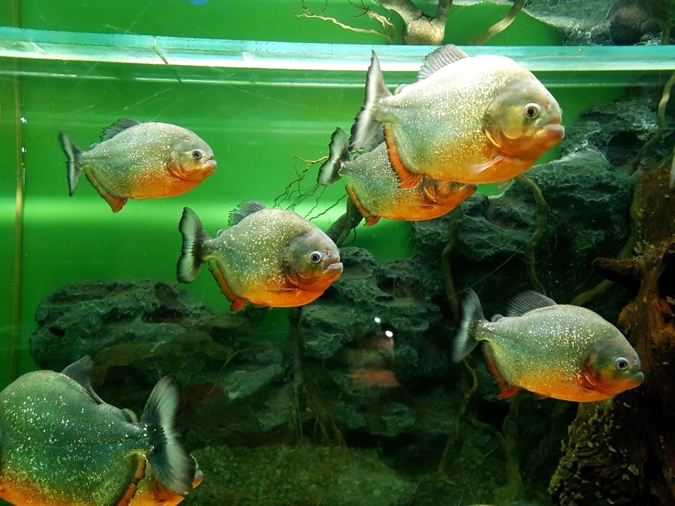 Океанариум «Тропическая Амазонка»