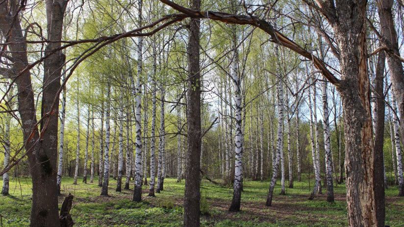 Природный парк «Воскресенское Поветлужье»