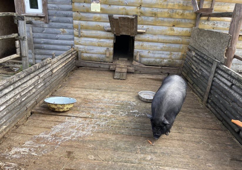 Зоопарк «Деревенька» в Бурцево