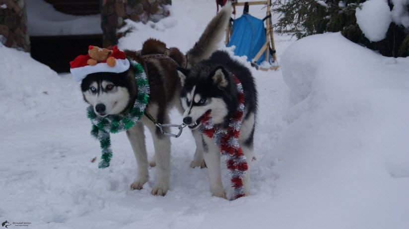Хаски-парк «Вольный ветер»