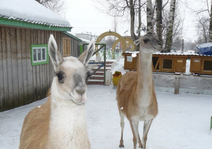 Медведевский мини-зоопарк им. Г.Г. Гибадуллина