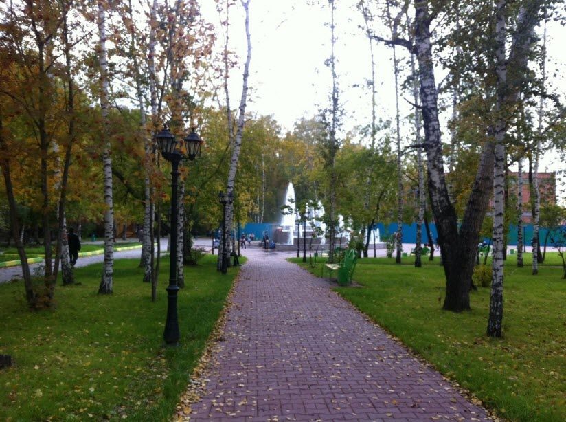 Березовая роща
