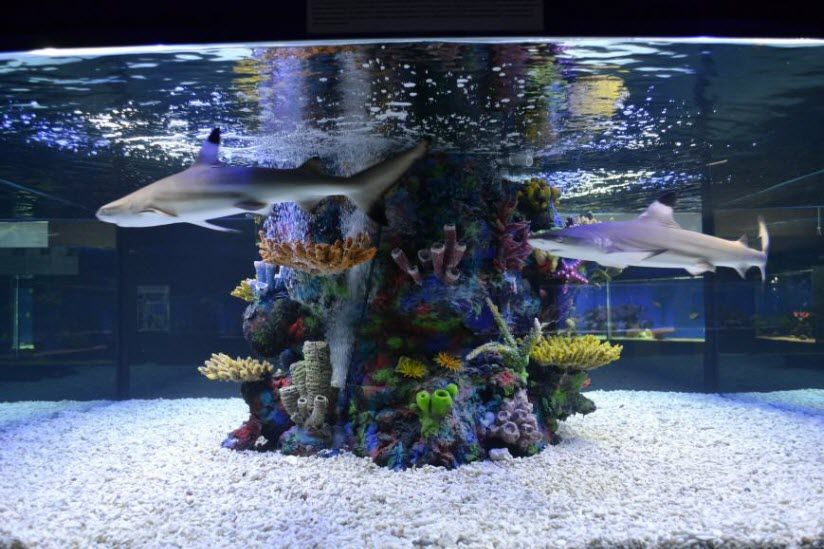 Океанариум «Риф»