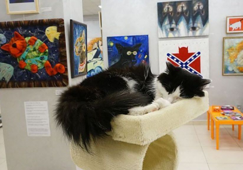 Музей кота