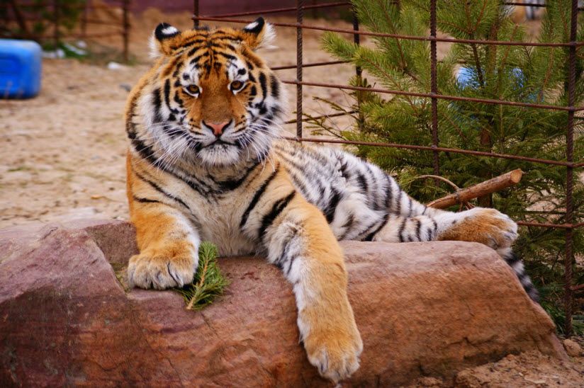 Зоопарк «Лимпопо»