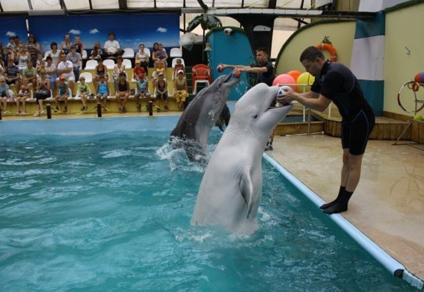 Дельфинарий