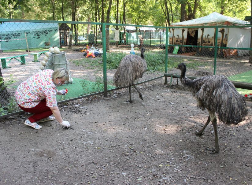 «Страусиное подворье»