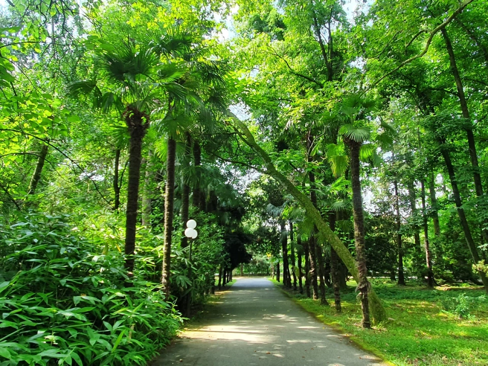 Нижний дендрарий