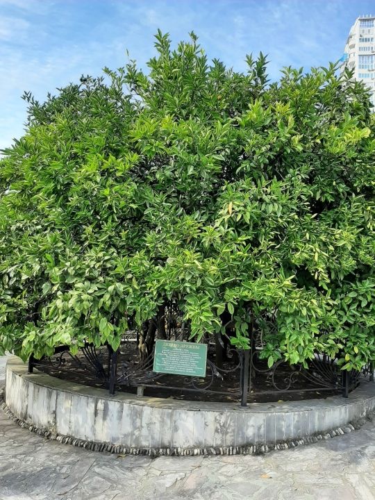 Дерево Дружбы