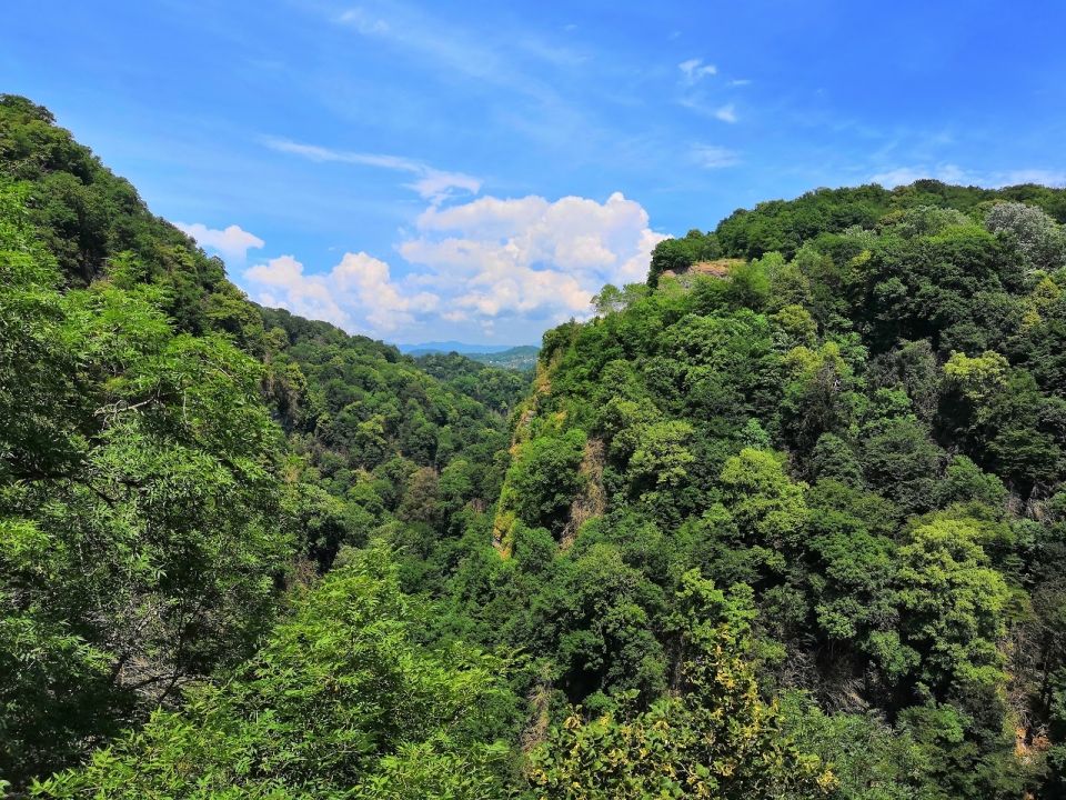 Тисо-самшитовая роща