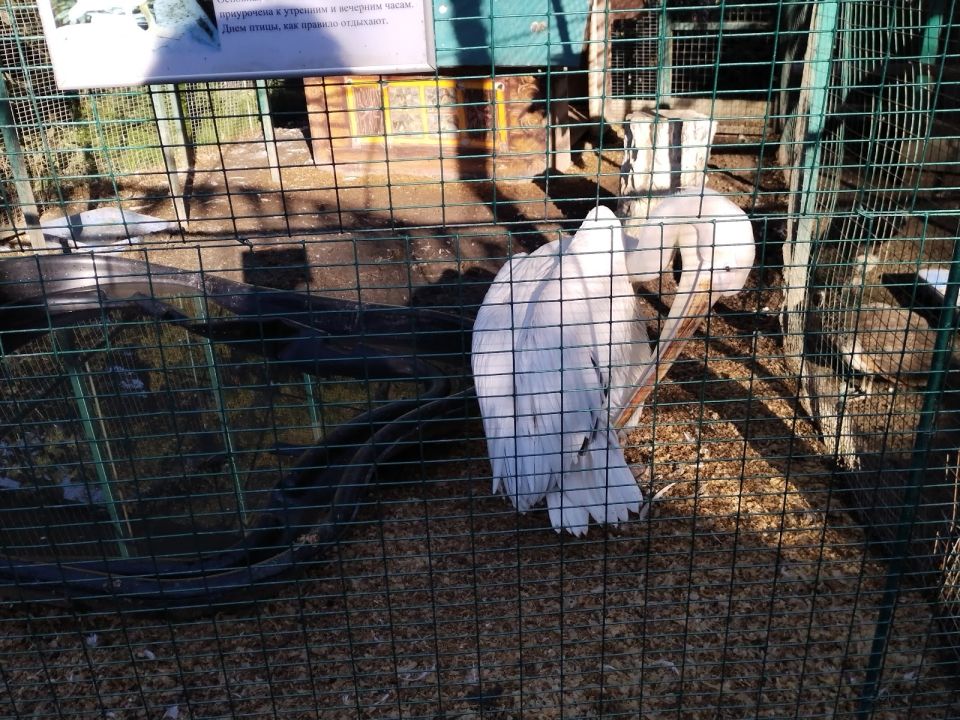 Зоопарк санатория Октябрьский