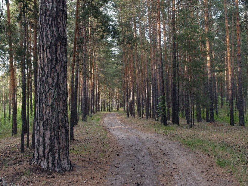 Барнаульский ленточный бор