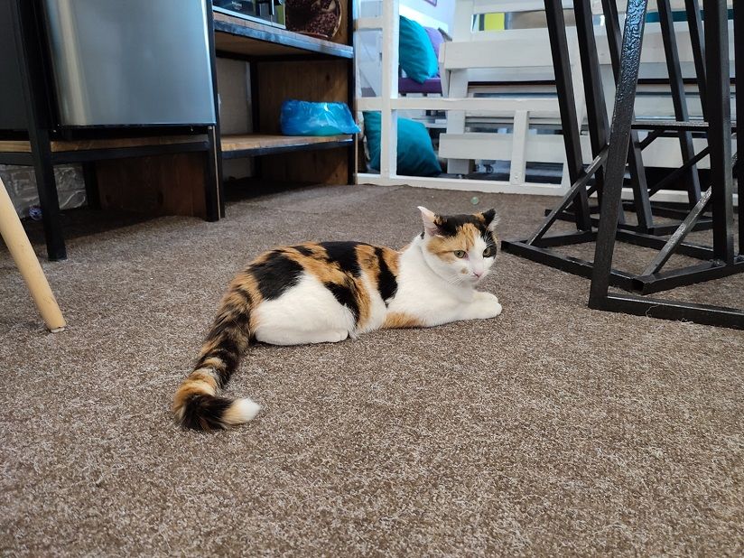 Котокафе «Корпорация кошек»