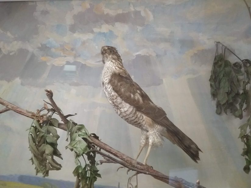 Краеведческий музей