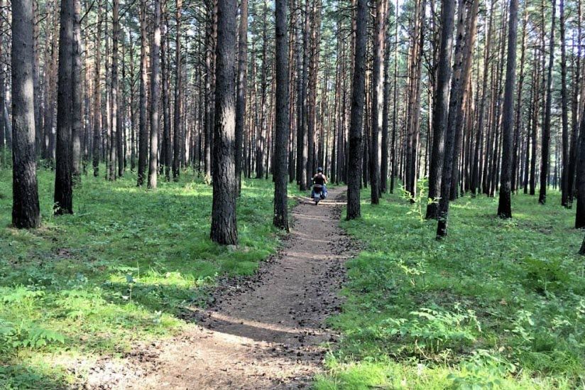 Памятник природы «Сосновый бор»