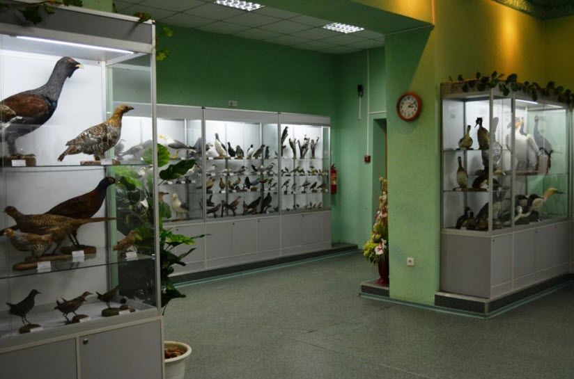 Зоологический музей